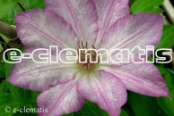 Clematis Rooran
