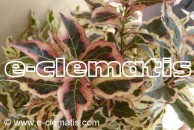 Weigela florida MONET 'Verweig' PBR - krzewuszka