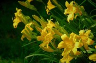 Hemerocallis Stella d'Oro – liliowiec 