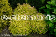 Spiraea japonica 'Golden Princess' - tawuła japońska