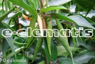 Vincetoxicum nigrum - ciemiężyk czarny
