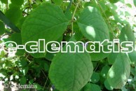 Sinofranchetia chinensis - sinofranszecja chińska