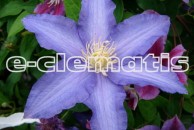 Clematis Anna German