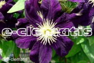 Clematis Gizela