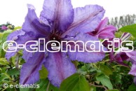 Clematis Dorota
