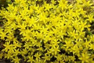Sedum acre Yellow Queen - rozchodnik ostry