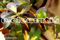 Euonymus fortunei 'Sunspot' - trzmielina Fortune'a