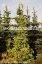 Picea omorika 'Aurea' - świerk serbski