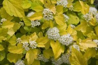 Physocarpus opulifolius 'Dart's Gold' - pęcherznica kalinolistna