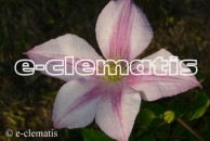 Clematis Caroline