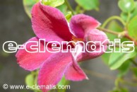 Clematis Grupa Texensis 'Sir Trevor Lawrence'