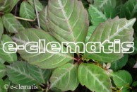 Parthenocissus  henryana - winobluszcz Henryego