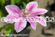 Clematis Bees Jubilee