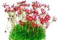 Saxifraga x arendsii - skalnica