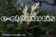 Juniperus sabina 'Variegata' - jałowiec sabiński