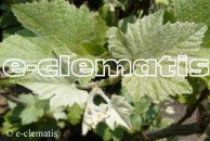 Vitis vinifera 'Incana' - winorośl właściwa