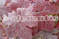 Vitis vinifera Purpurea - winorośl właściwa