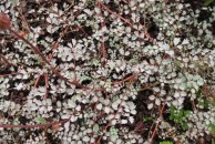 Acaena microphylla 'Kupferteppich' - acena drobnolistna