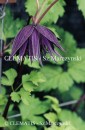Clematis Purple Spider