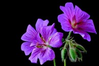 Geranium Johnson's Blue – bodziszek