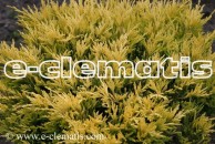 Juniperus horizontalis 'Limeglow' - jałowiec płożący