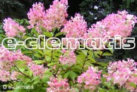 Hydrangea paniculata 'Pink Diamond' - hortensja wiechowata