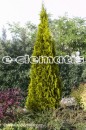 Thuja occidentalis GOLDEN SMARAGD 'Janed Gold' PBR - żywotnik zachodni