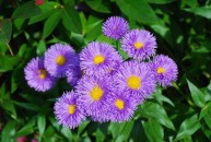 Aster amellus 'Rudolf Goethe' - aster gawędka