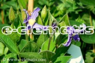 Clematis Bluish Violet
