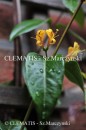 Lonicera henryi Copper Beauty PBR
