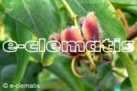 Periploca sepium - obwojnik ciemny