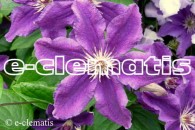 Clematis Marcelina