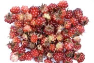 Rubus arcticus - malina arktyczna
