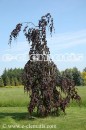 Fagus sylvatica 'Black Swan' - buk