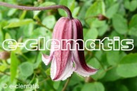 Clematis Grupa Texensis 'Etoile Rose'