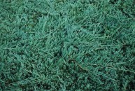 Juniperus horizontalis 'Blue Chip' - jałowiec płożący