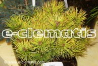 Pinus mugo 'Dezember Gold' - sosna górska (kosodrzewina)