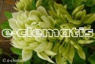 Clematis Yuki-no-yoso’oi