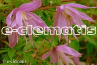 Clematis Markham's Pink