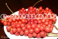 Schisandra  chinensis - cytryniec chiński (1)