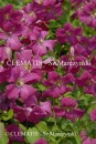 Clematis Abundance