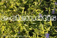 Caryopteris ×clandonensis SUNNY BLUE 'Janice' PBR - barbula