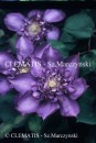 Clematis Royalty