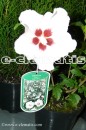 Hibiscus syriacus 'Red Heart' - ketmia syryjska