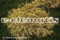Chamaecyparis pisifera 'Sungold' - cyprysik