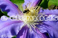 Clematis Jolanta