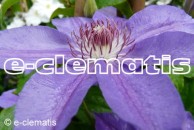 Clematis Mikołaj Kopernik