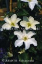 Clematis John Huxtable
