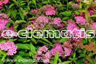 Spiraea japonica 'Dart's Red' - tawuła japońska