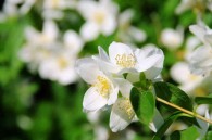 Philadelphus 'Kalina' - jaśminowiec